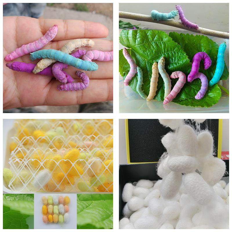 蚕宝宝活体套装七彩彩色蚕卵蚕种嫩桑叶学生养蚕