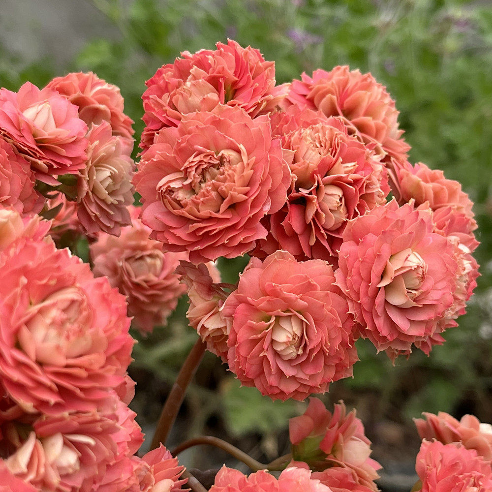 长寿花重瓣新品超级大花巴黎阳台花卉耐旱净化空气带盆北京发货