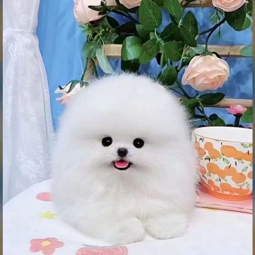 博美幼犬真狗幼犬博美俊介长不大幼崽球体爆毛泰迪比熊京巴混血狗