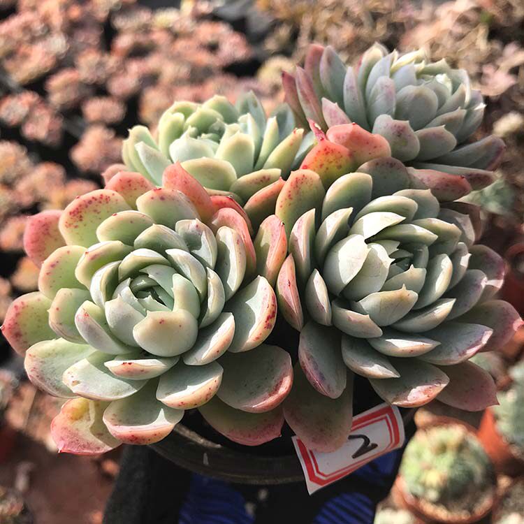 日本红冰梅老桩进口多肉植物一物一拍冰莓有香味超大群生满百包邮