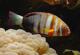 热带水族宠物海水鱼 印尼花边番王 海水鱼缸热带鱼宠物活体观赏鱼