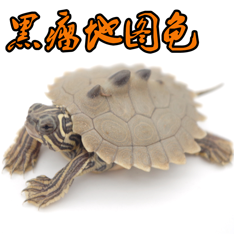 黑瘤地图龟活体公母繁殖组乌龟深水龟观赏龟宠物龟密西西比龟