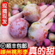 正宗嵊州桃形李红心李子新鲜水果三华李浙江脱骨李5斤脆甜桃型李