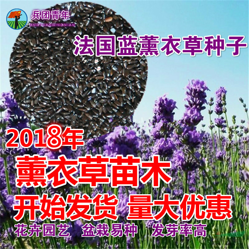 四季播易种阳台花卉薰衣草种籽子室内庭院易活桌面盆栽植物包邮