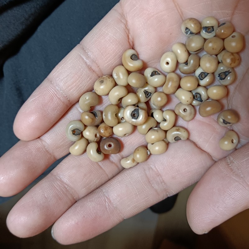 草珠坊的优惠券大全—棕树老籽 深度打磨抛光 已打孔 一件120颗 送