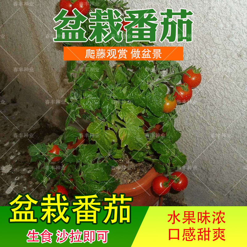 蔬菜种子圣女果小西红柿樱桃小番茄柿子阳台盆栽庭院水果种子在类目 农用物资, 种子/种苗, 蔬菜种子中 - 来自Buy2taobao.com提供专业的淘宝代购服务