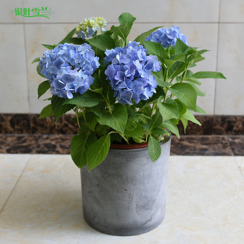 一折绣球花盆栽 净化空气