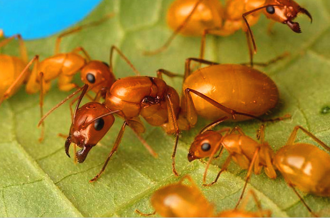 全黄土耳其弓背蚁宠物蚂蚁蚁后活体蚂蚁工坊爬宠异宠蚁之情家园