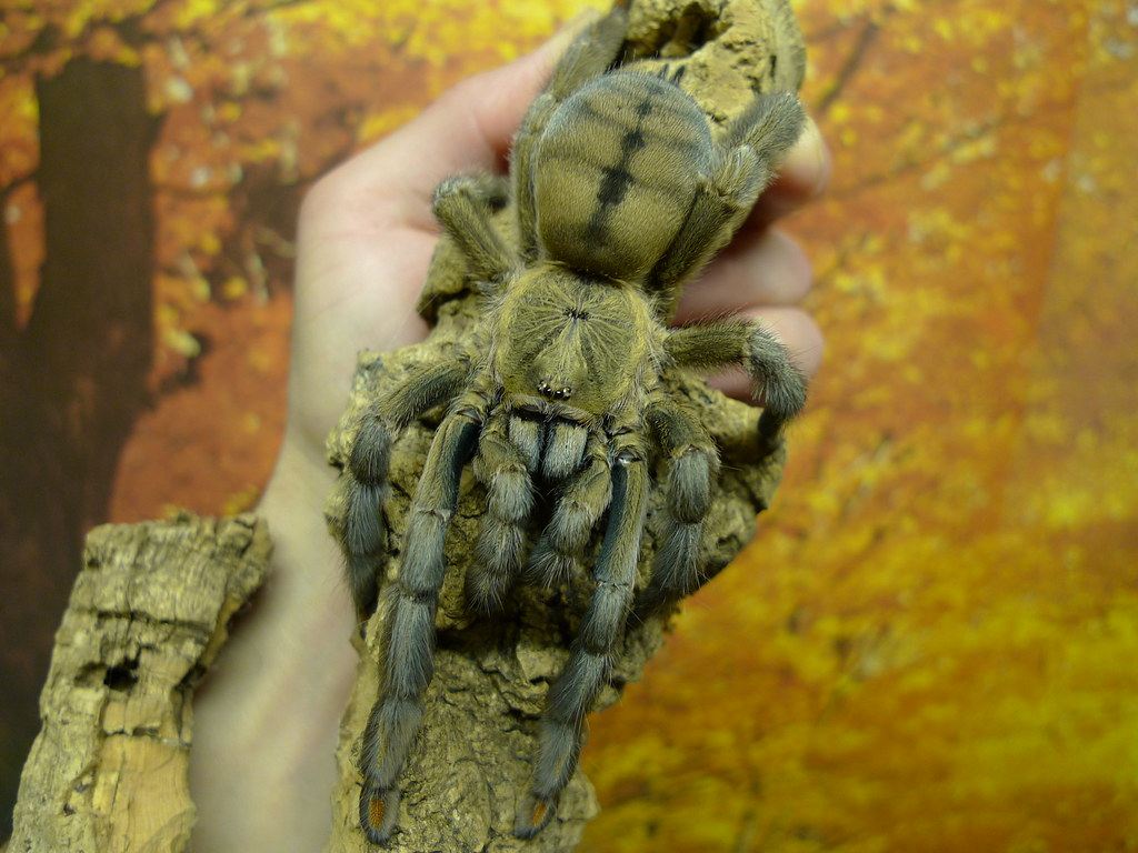 千里达老虎尾宠物活体蜘蛛绿色树系品种