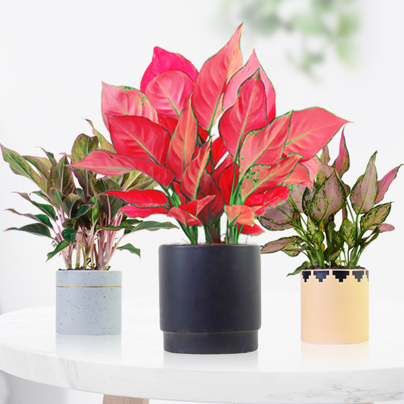 吉利红盆栽植物客厅办公室室内花卉四季水培观叶绿植大颗如意皇后