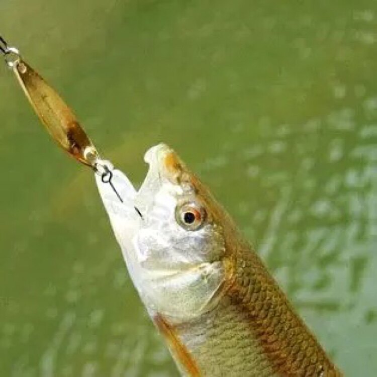 路亚饵蝶舞小餐条马口亮片白条翘嘴溪流单钩仿生微饵淡海水1.5-5g