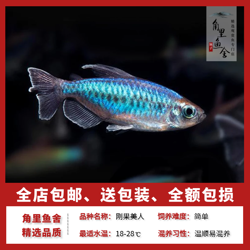 刚果美人鱼刚果扯旗电光苹果鸽子美人中型热带观赏鱼活体草缸群游