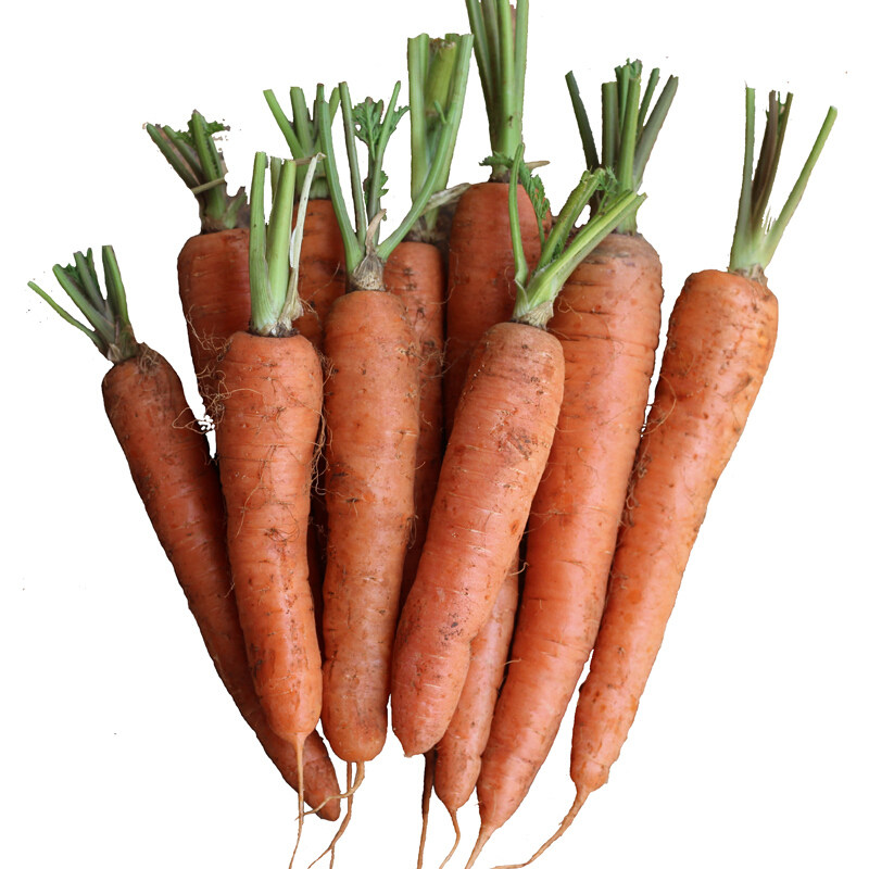 红萝卜-特价促销-优惠券领取-价格|多少钱|什么牌子好-35优惠券网站