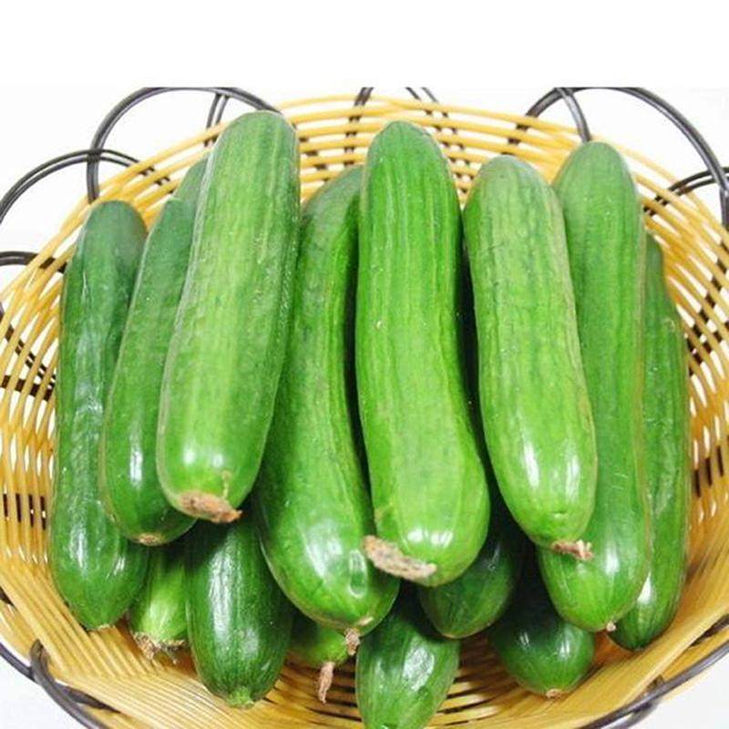 jp优选荷兰黄瓜500g50g