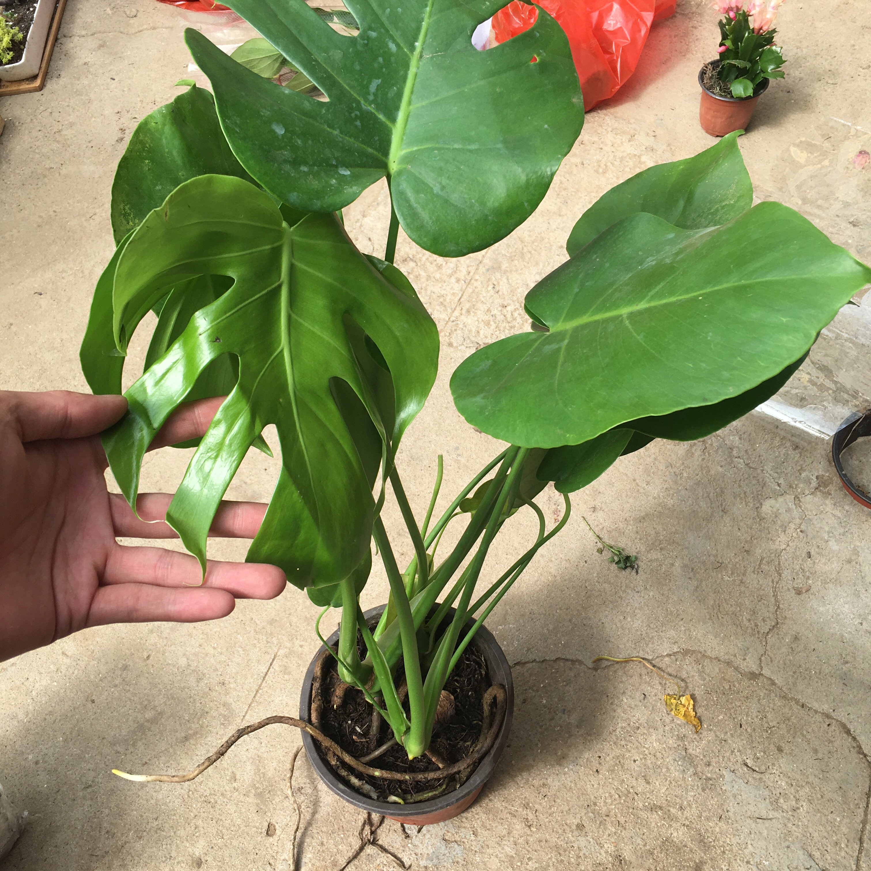 特价70公分_大龟背19.