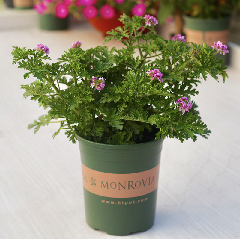 驱蚊草多年生盆栽包邮 香叶天竺葵会开花成品大苗夏季要入的植物