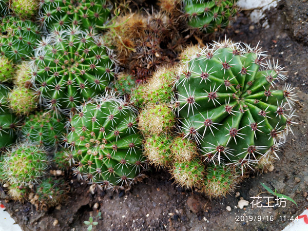 草球仙人球_单品包邮 草球 开大花 仙人球防辐射吸甲醛 懒人植物绿植