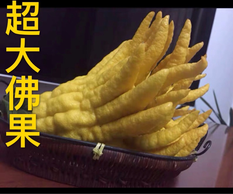 【超大佛手】精品佛手果金华佛手鲜佛手柑香橼供果食用观赏佛手果|ruв категории закуски/орехи/специальность, кандирование/унаби/Мэй/сухофрукты, бергамота фрукты - от Buy2taobao.com для оказания профессиональной услуги покупки агента Taobao