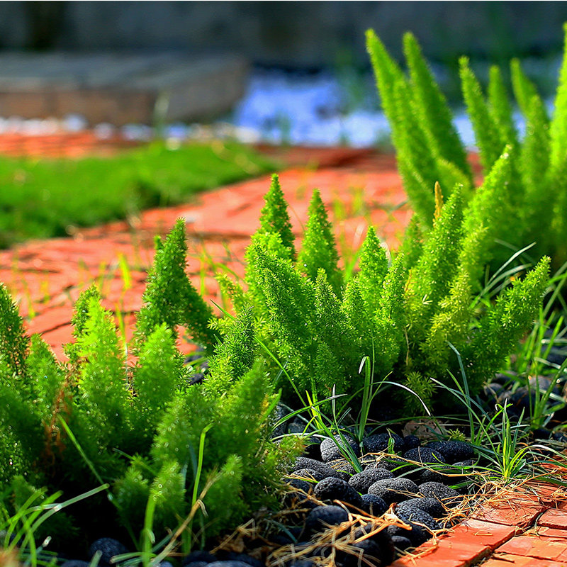 狐尾天门冬盆栽植物虹越耐热耐晒好养网红观叶切叶木本阳台绿植