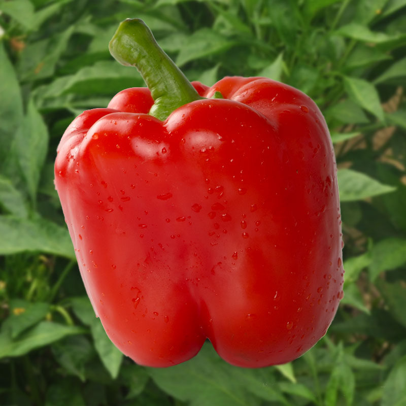 特色蔬菜籽彩椒种子圆方太空水果辣椒春秋季大田四季盆栽高产菜籽