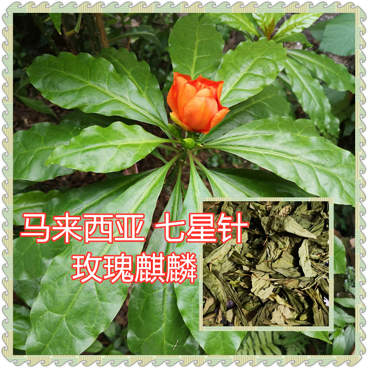 马来西亚七星针玫瑰麒麟 木麒麟有刺大还魂 新鲜叶及干叶 昊安堂