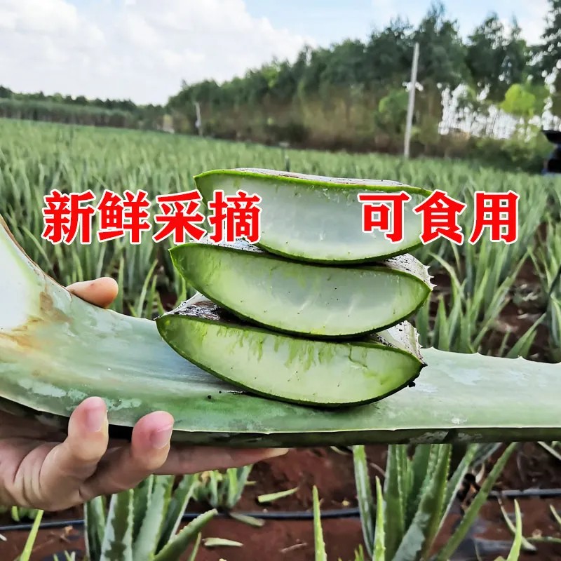 美容院专用芦荟库拉索芦荟叶片新鲜灌肤补水绿植多肉植物食用可吃