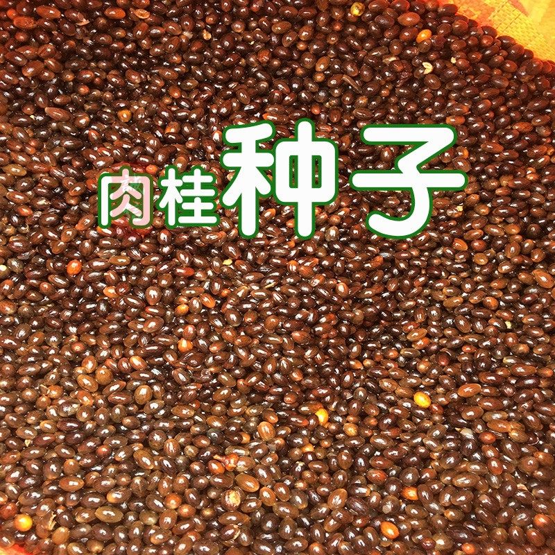 多肉种子 1000粒大额优惠券