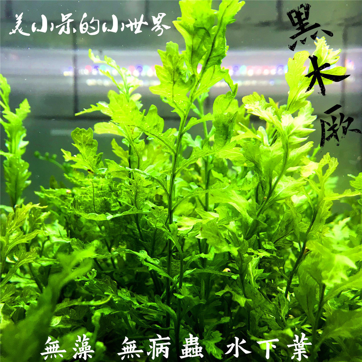 黑木蕨黒木厥水草水下叶水晶虾缸 阴性草 莫斯moss自养真水草水下