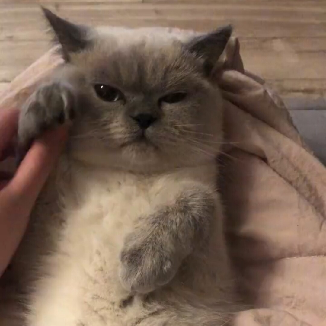 重点色英短纯种英国短毛猫暹罗猫活体小猫猫咪矮脚曼基康宠物猫