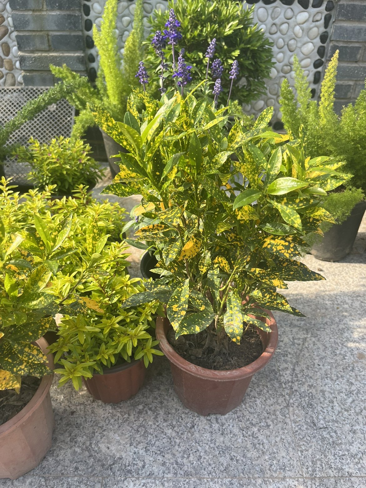 洒金珊瑚(洒金珊瑚可以养室内吗)