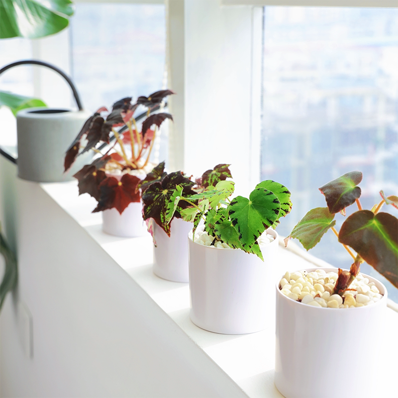 【朴原】秋海棠合集 begonia set 办公家居室内书房观叶绿植盆栽