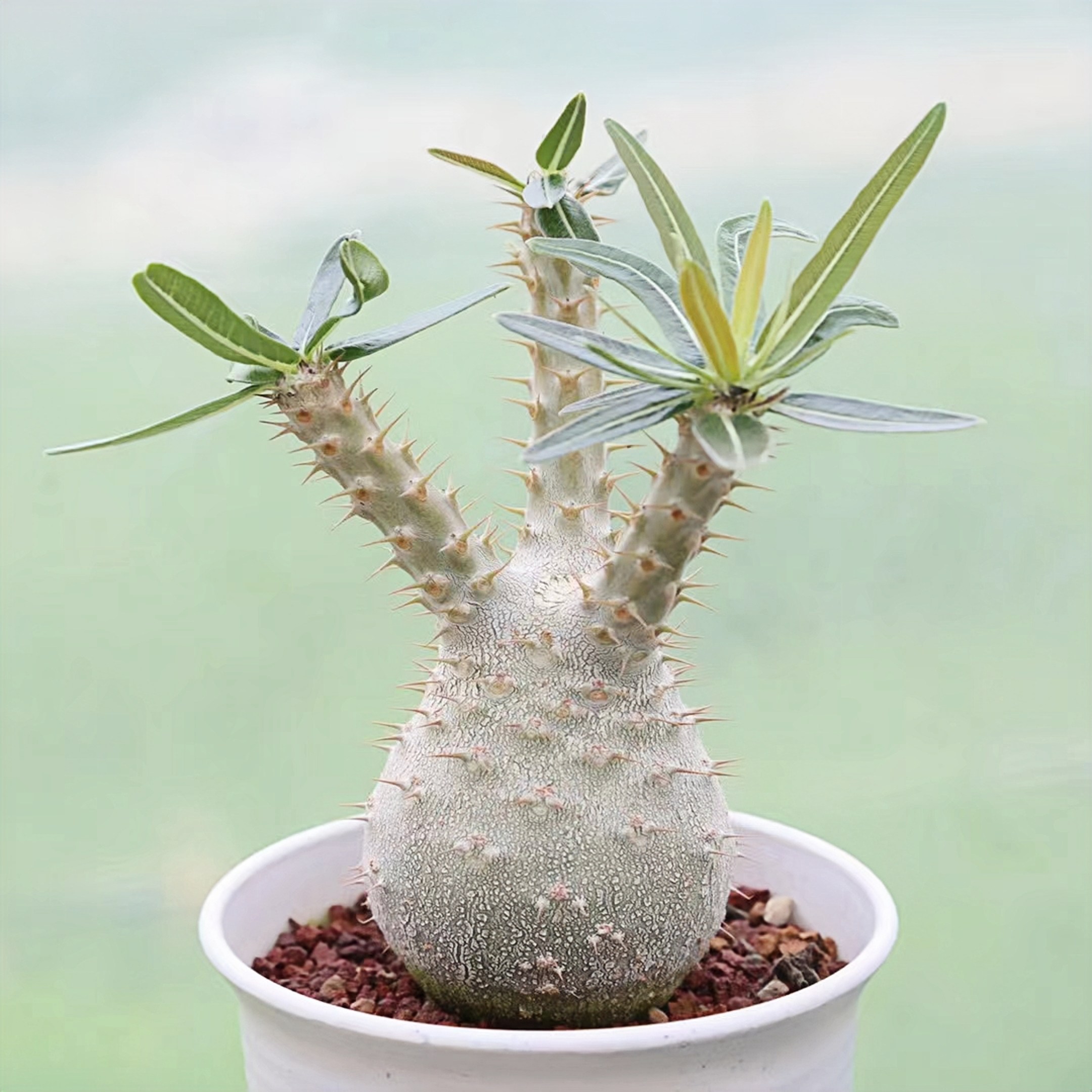 实生好养象牙宫 pachypodium rosulatum var. gracilius 潮玩块根