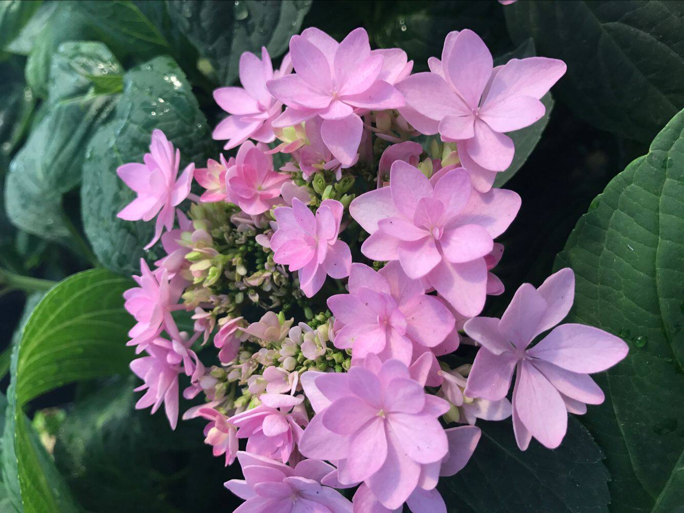 二师兄的彩花涧大花绣球 你我的浪漫 八仙花庭院阳台耐热多季开花