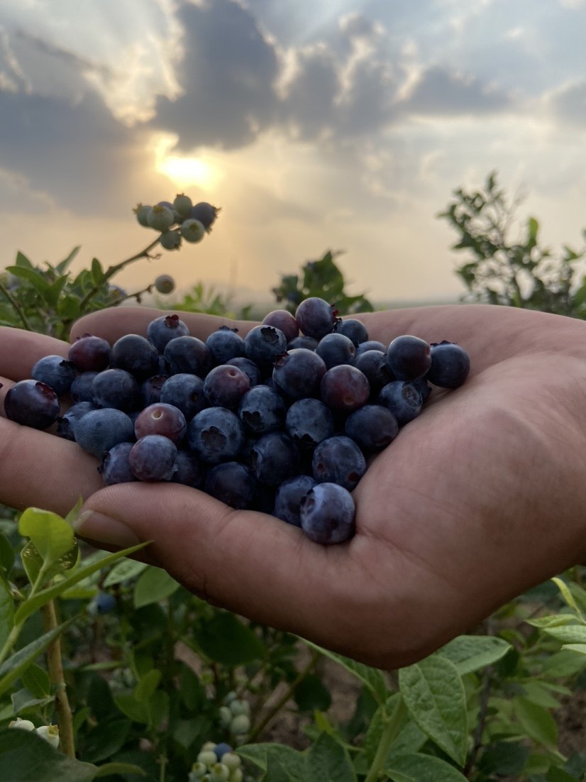 5斤蒙阴山区小蓝莓酸甜 个头不大介意慎拍