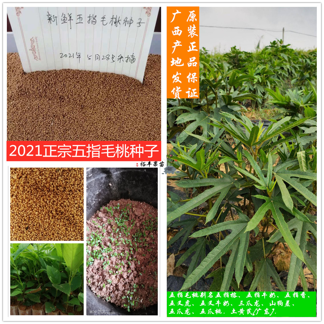 2022年新鲜采摘广西正宗五指毛桃种子种苗成熟五指牛奶五叉虎种子