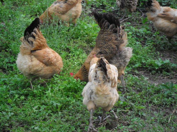 家养鸡