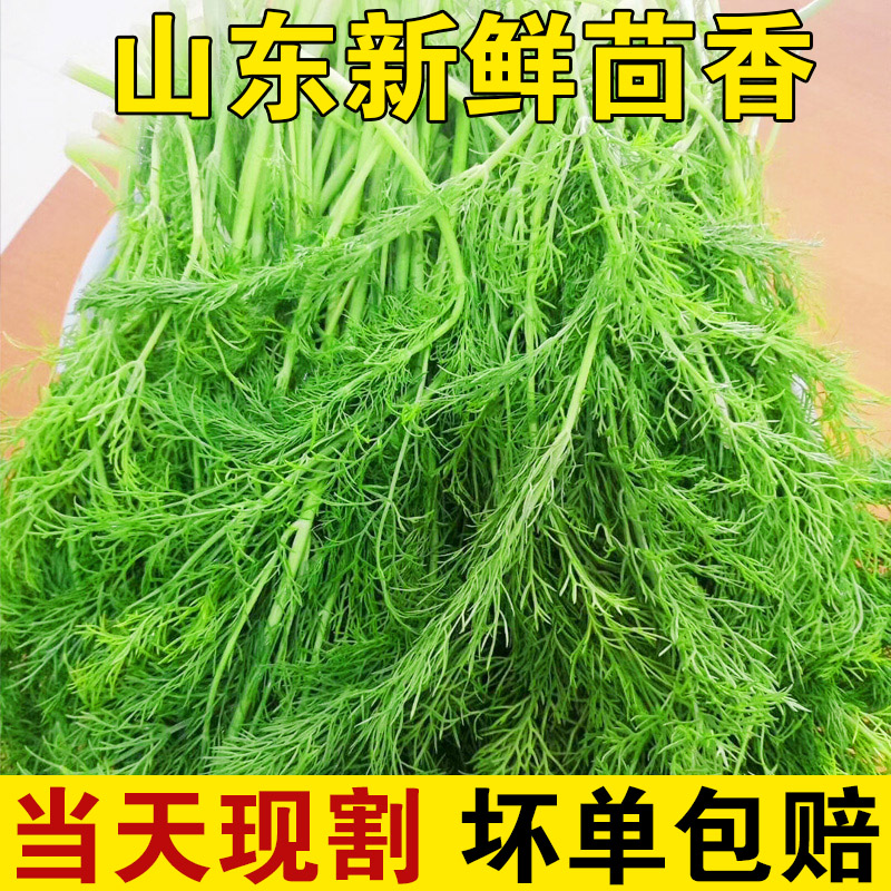 小茴香菜新鲜现摘蔬菜4斤2荤香大茴香菜苗山东应季整箱批包饺子馅