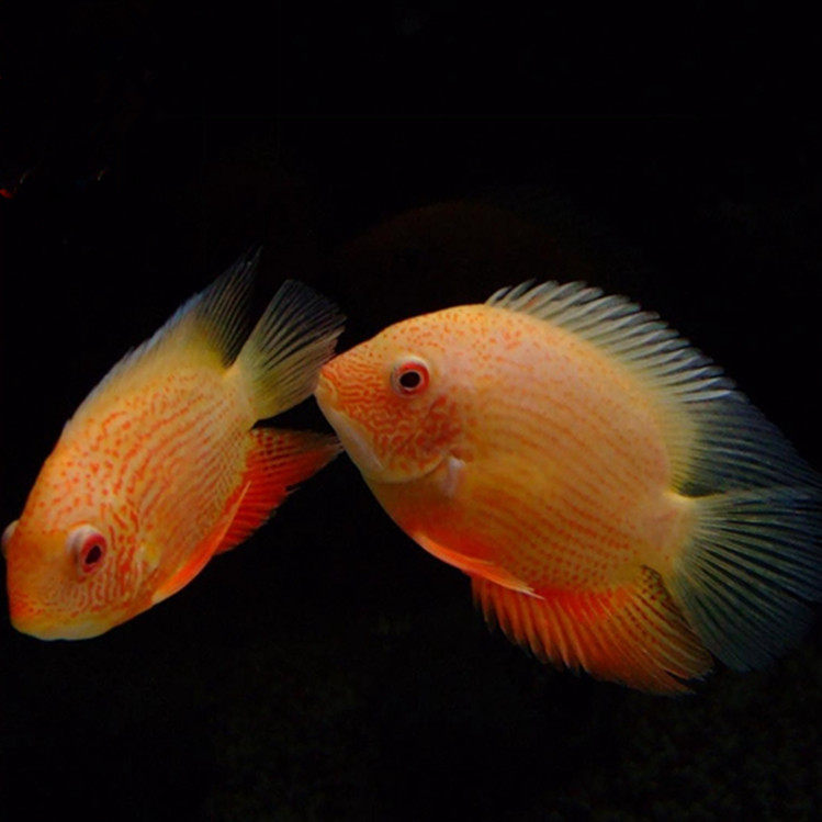 包邮 中大型淡水活体鱼热带鱼观赏鱼宠物活体菠萝鱼金菠萝鱼喷点菠萝