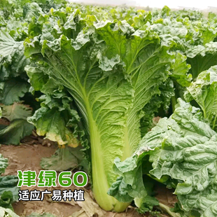 津绿60大白菜种子青麻叶白菜种籽抗病阳台庭院种植青帮蔬菜种孑