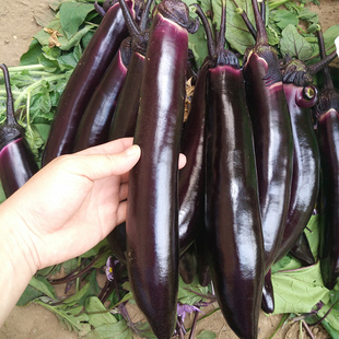 茄子种籽黑紫色日本黑贵人长茄种子紫萼黑长茄子春季四季种植
