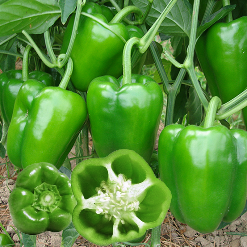 辣椒种籽高产四季种植特大厚皮甜椒新