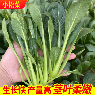 长梗小菘菜种子油菜小白菜籽农家阳台盆紫色小松菜四季播青菜种籽