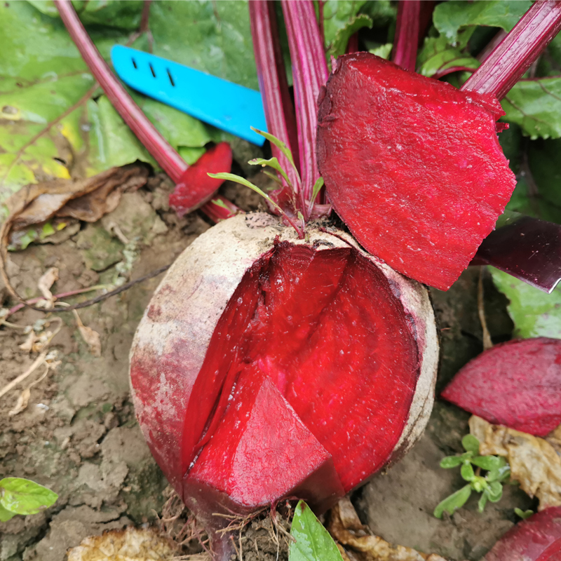 红根甜菜种子紫红色根甜菜种籽水果萝