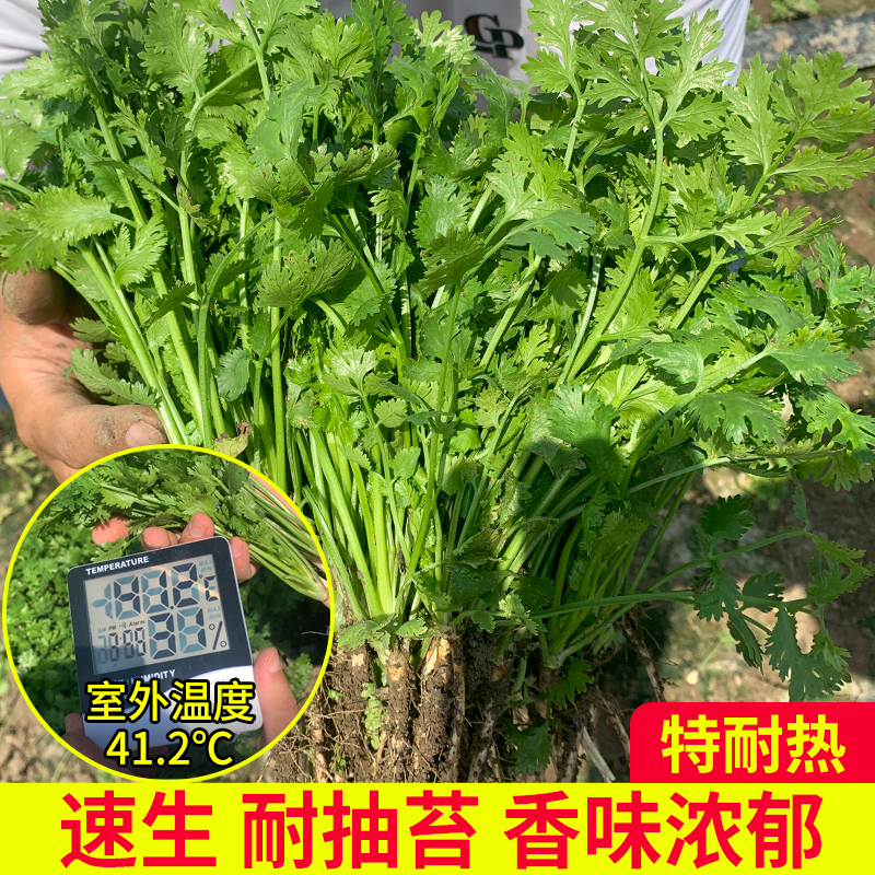 香菜种子意大利进口香菜籽3天生抗热