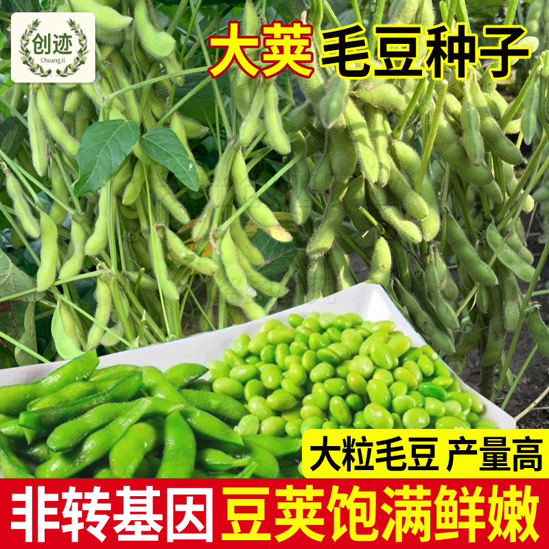 菜毛豆种籽早熟大荚毛豆种子高产四季