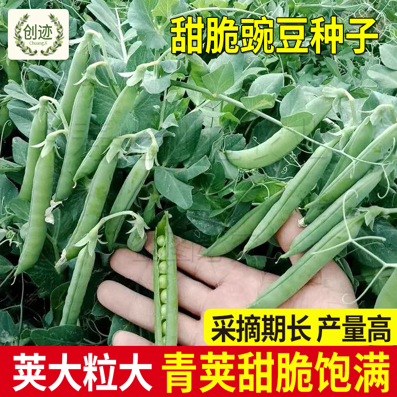 台湾奇珍甜脆豌豆种子长寿仁豌豆种籽