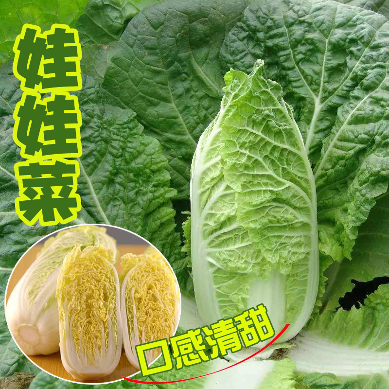 高山娃娃菜种子黄心小白菜种籽心叶黄