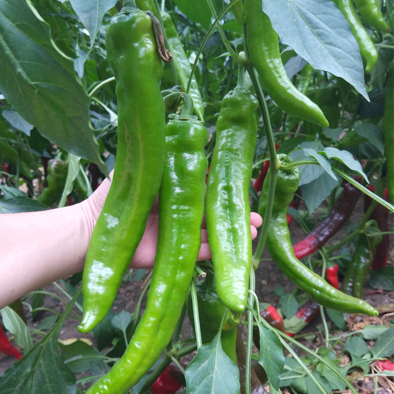 莱斯特辣椒种子日本尖椒种籽羊角椒耐寒耐热进口杂交四季蔬菜种孑