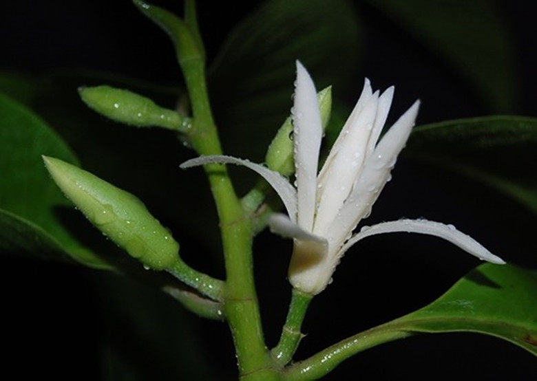 琼阳白兰白兰花黄兰黄桷兰浓香绿植花卉绿植