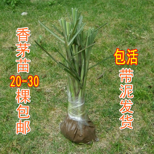 柠檬草香茅草苗种苗带土发货薄荷迷迭香盆栽可反复收割 约20-30棵